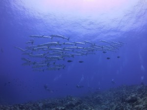 IMG_3431
