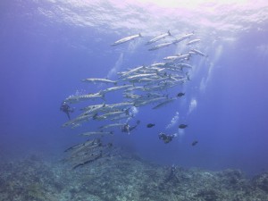 IMG_3434