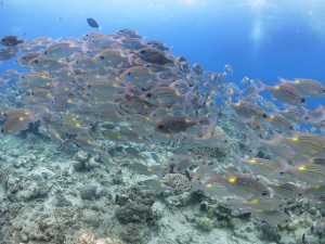 IMG_3550