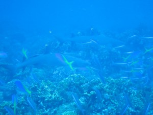 IMG_4034