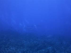 IMG_4288