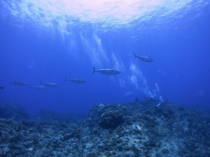 IMG_4293
