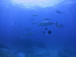 IMG_4378