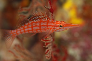 IMG_4547