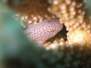 IMG_4781