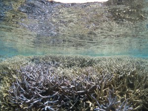 IMG_4973