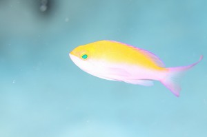 IMG_7268