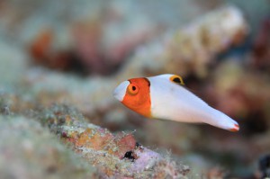 s-IMG_0105