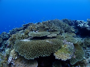 sP8273022