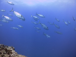 IMG_1012