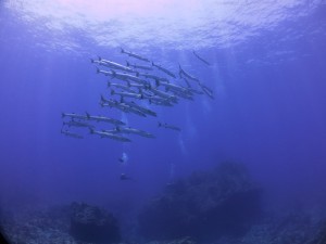 IMG_2969