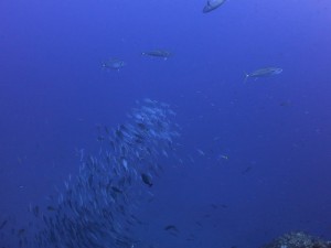 IMG_3706 - コピー