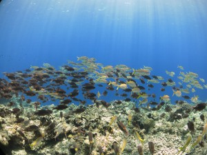 IMG_3908