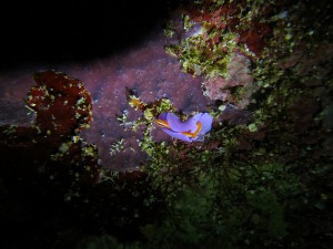 IMG_4146