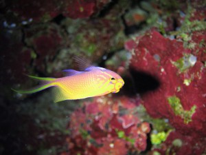 IMG_4226