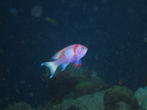 IMG_4590