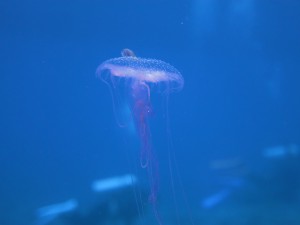 IMG_5308
