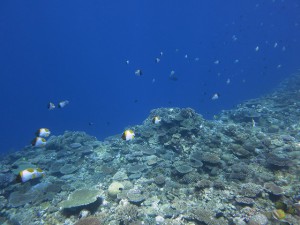 IMG_5314