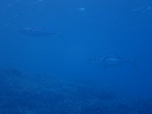 s-P9080060