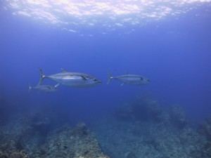 sIMG_4185