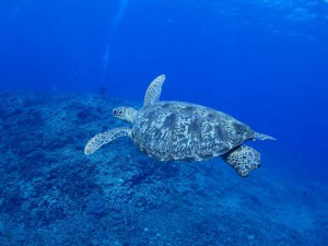 s-IMG_0331