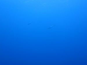 IMG_1334