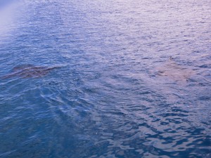 IMG_8238