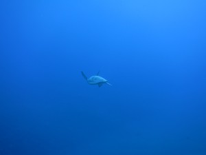 IMG_8348