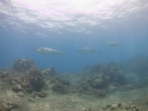IMG_0010