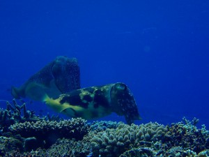 P4200078