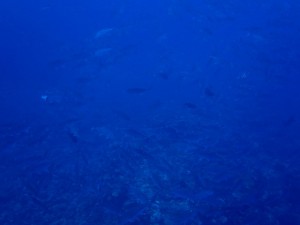 IMG_5113
