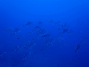 IMG_5116