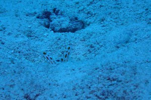 s-P6062312