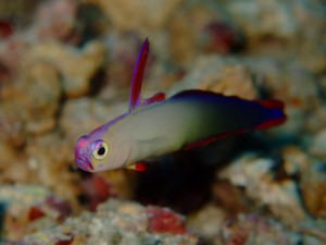 DSCF0755