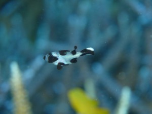 s-P1050720