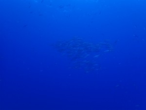 sP7050562