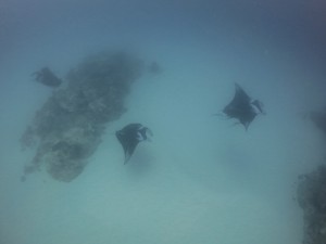 IMG_1699
