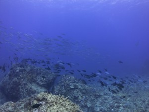 IMG_1798