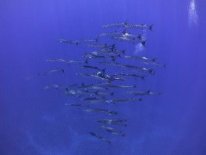 IMG_1896