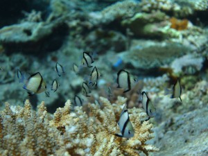 IMG_8996