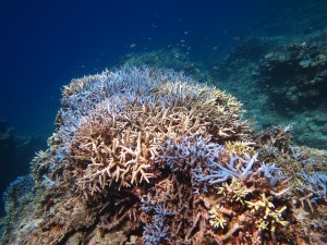 IMG_9006