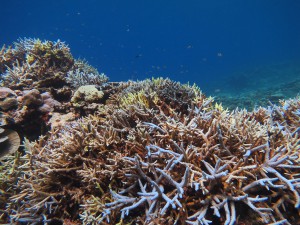 IMG_9008