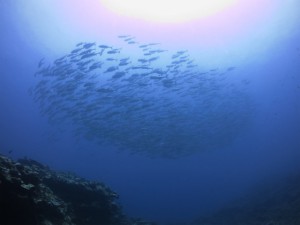 sIMG_1665