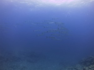 sIMG_1678