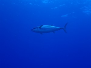 sP8034936
