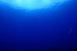 sP8120316
