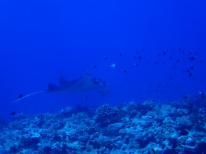 sP8181748