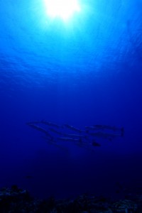 sP8210479