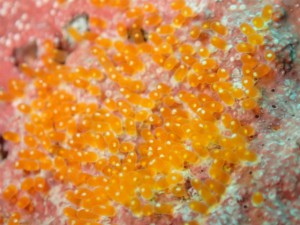 sP8211759