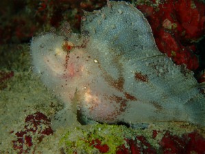 sP8211761